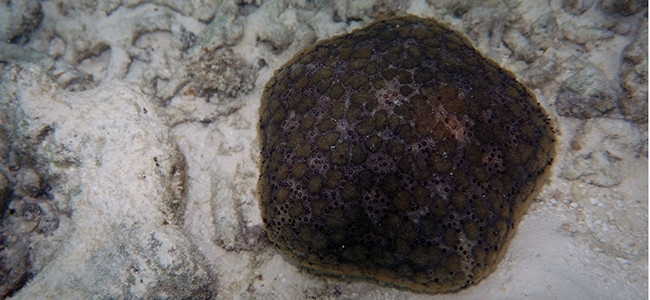 Culcita schmideliana