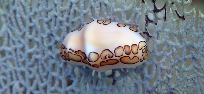 Cyphoma gibbosum