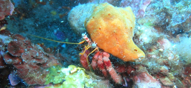 Dardanus arrosor