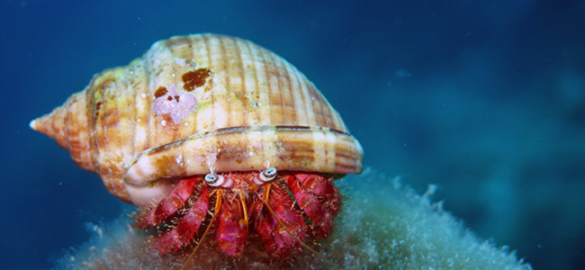 Dardanus calidus