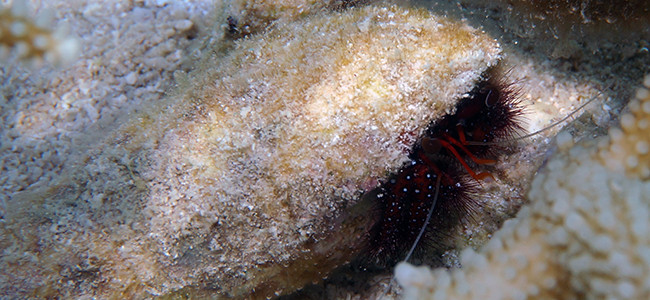 Dardanus guttatus