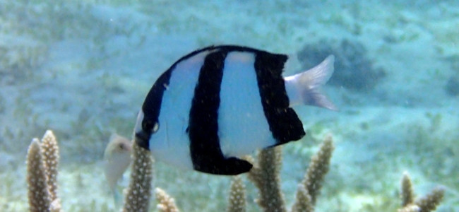 Dascyllus aruanus