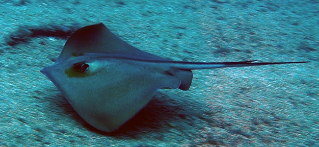 Dasyatis pastinaca