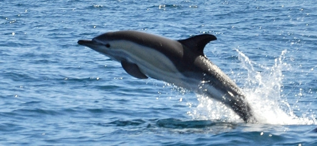 Delphinus delphis