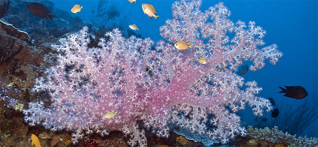 Dendronephthya spp