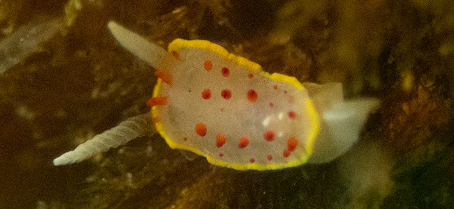 Diaphorodoris papillata