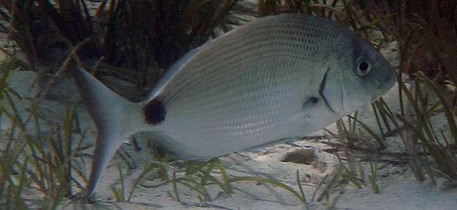 Diplodus annularis