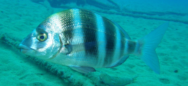Diplodus cervinus