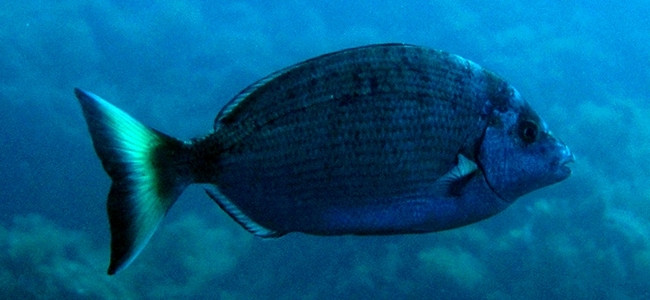 Diplodus prayensis