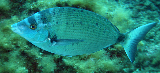 Diplodus puntazzo