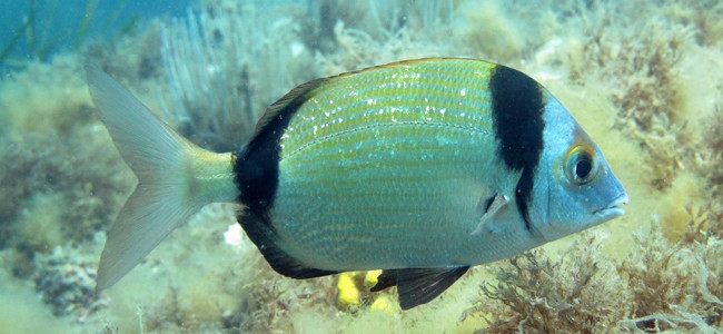 Diplodus vulgaris