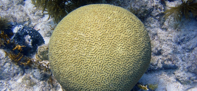 Diploria labyrinthiformis
