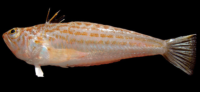Echiichthys vipera