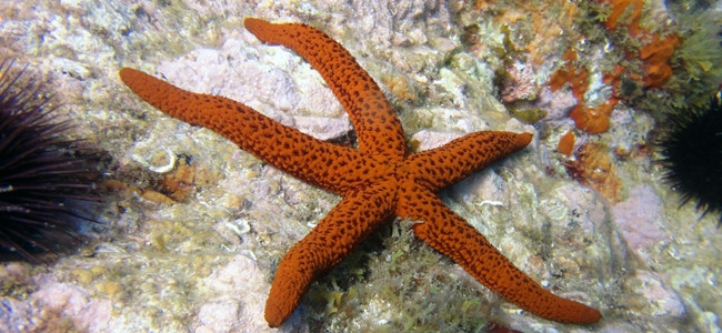 Echinaster sepositus