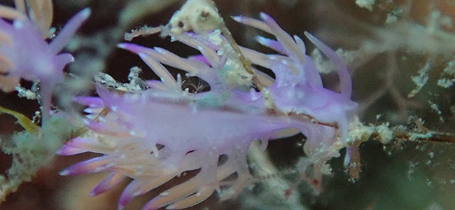 Edmundsella pedata