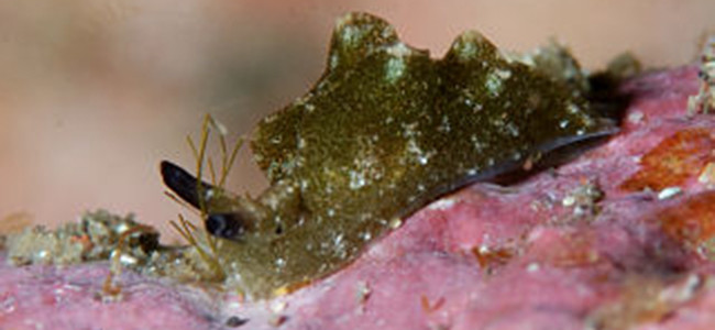 Elysia viridis