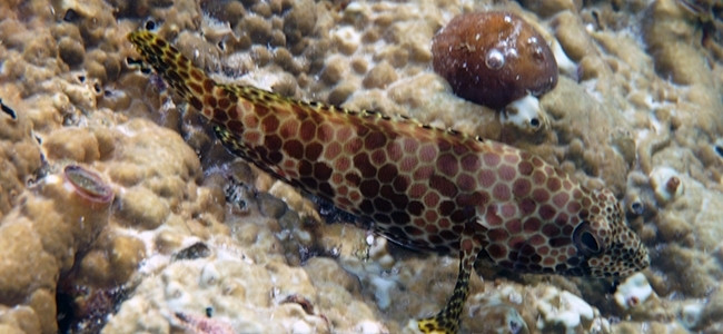 Epinephelus bleekeri