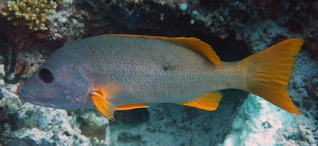 Epinephelus flavocaeruleus