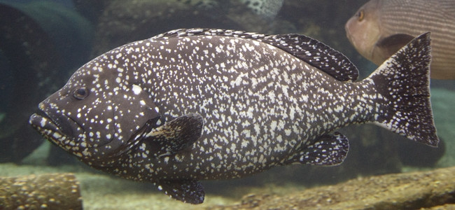 Epinephelus itajara