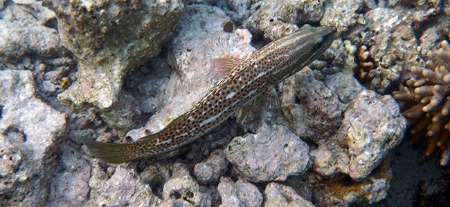 Epinephelus leucogrammicus