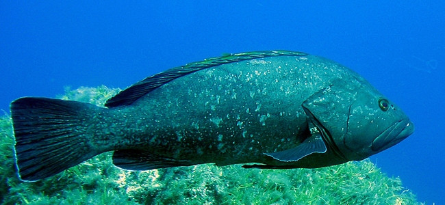 Epinephelus marginatus