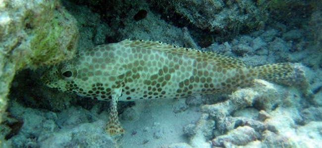 Epinephelus merra