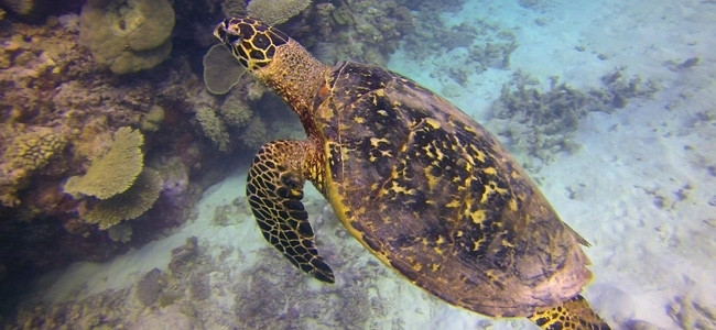 Eretmochelys imbricata
