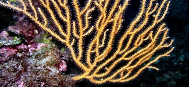 Eunicella cavolini