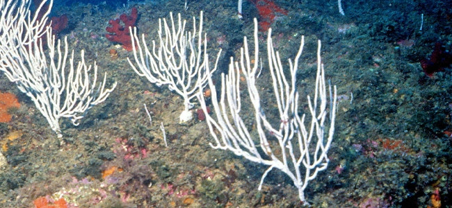 Eunicella singularis