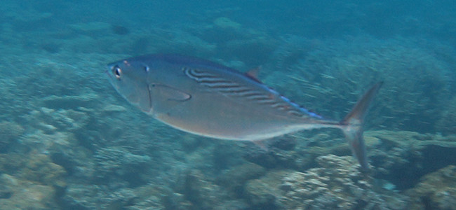 Euthynnus affinis