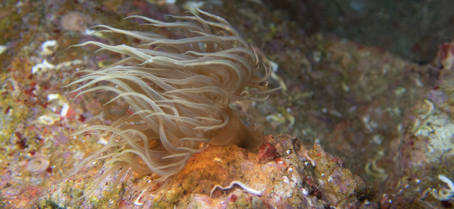 Exaiptasia diaphana