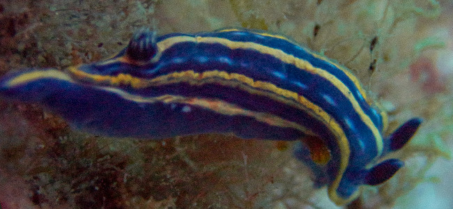 Felimare bilineata