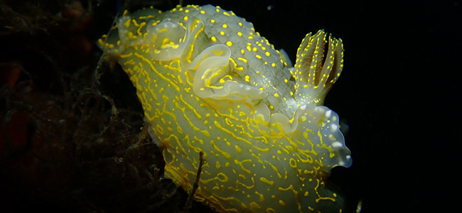 Felimare picta