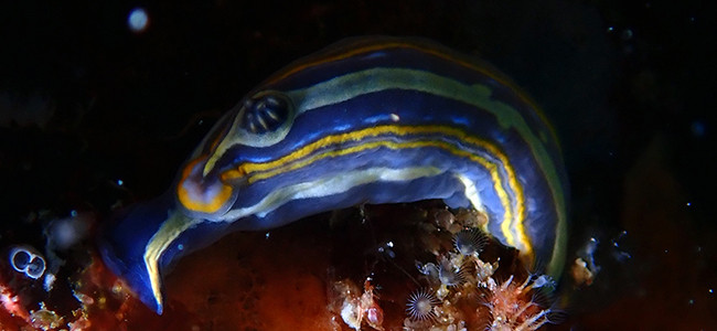 Felimare tricolor