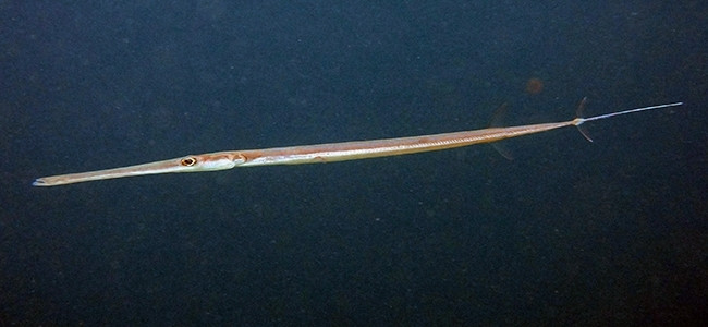 Fistularia commersonii