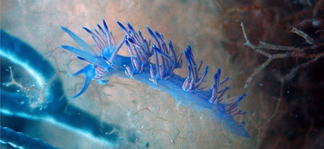 Flabellina affinis