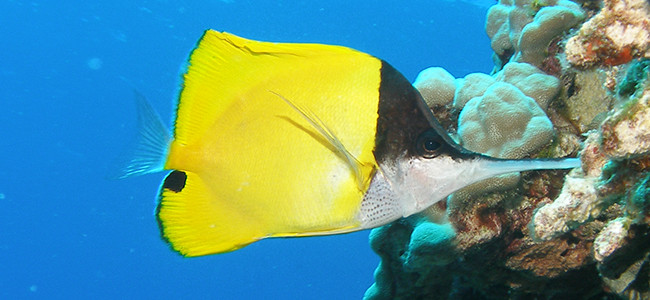 Forcipiger flavissimus
