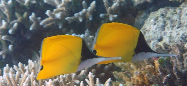 Forcipiger longirostris