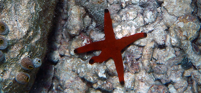 Fromia indica