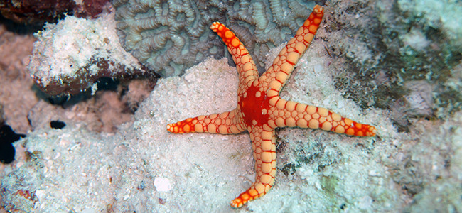 Fromia nodosa