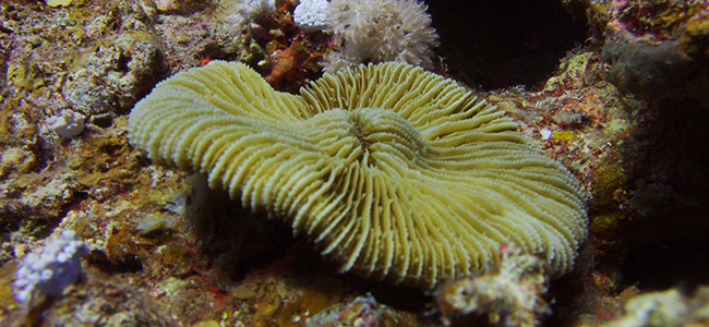 Fungia fungites