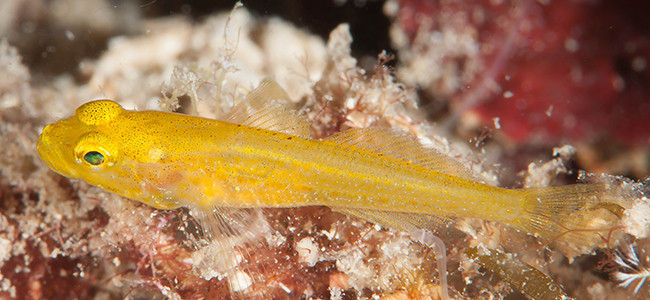 Gobius auratus