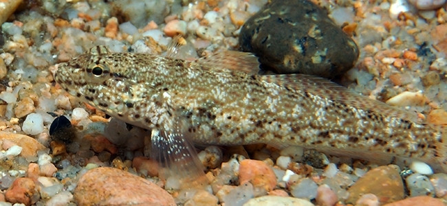 Gobius bucchichi