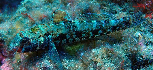 Gobius cruentatus