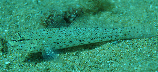 Gobius geniporus