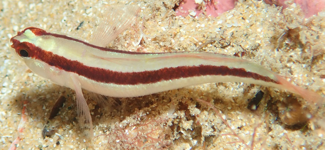 Gobius vittatus