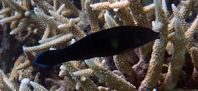 Gomphosus caeruleus