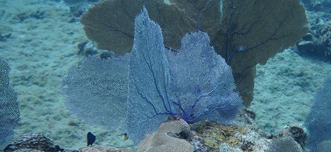 Gorgonia ventalina