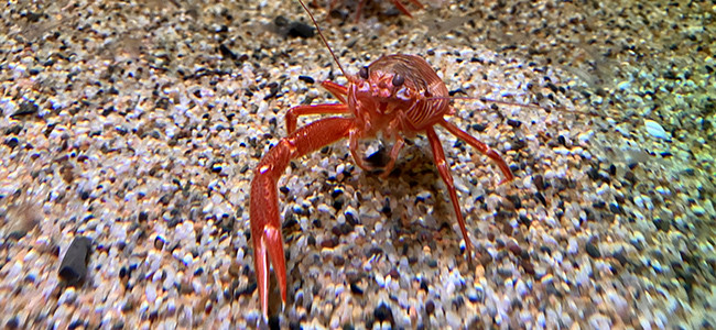 Grimothea planipes