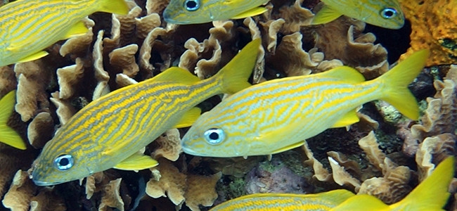 Haemulon flavolineatum